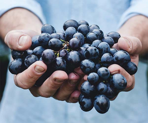 Wein – ein großes Thema in aller Kürze, damit Sie länger genießen können.