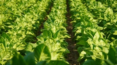 Wie finde ich den richtigen Tabak für mich?