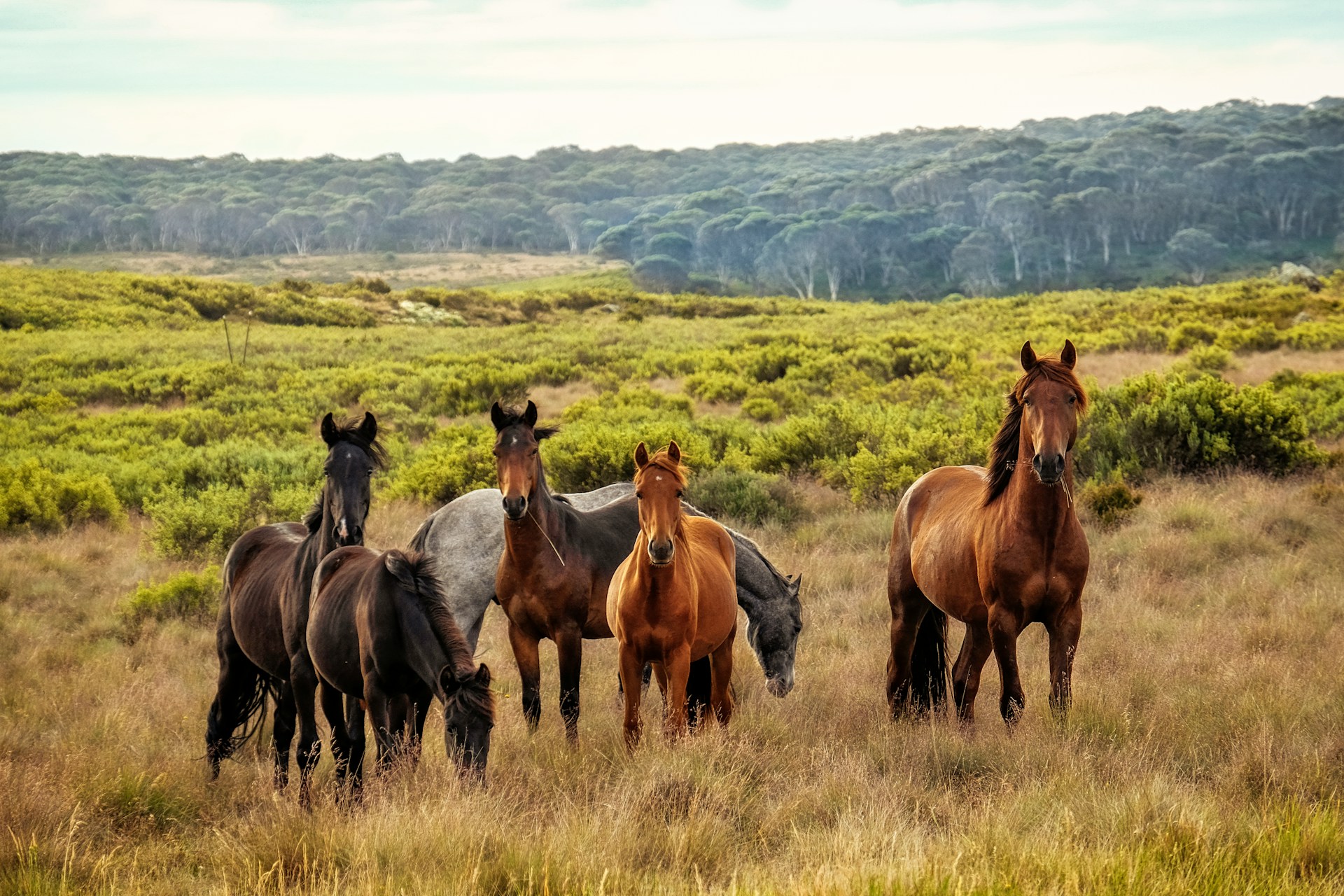 wildpferde-gruppe-gruene-wiese.jpg?ts=1779186157