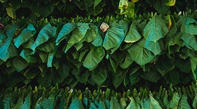 Kautabak – die Alternative zum Rauchen?